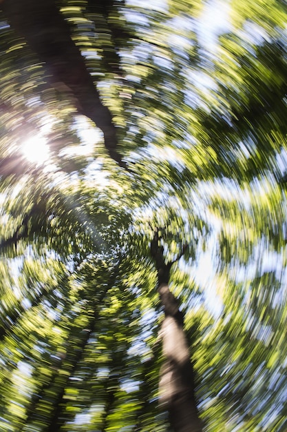 Photo une prise de vue complète des arbres