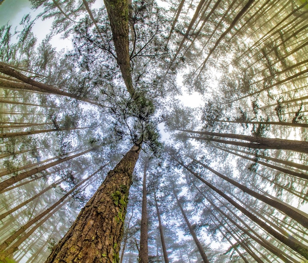 Une prise de vue complète des arbres