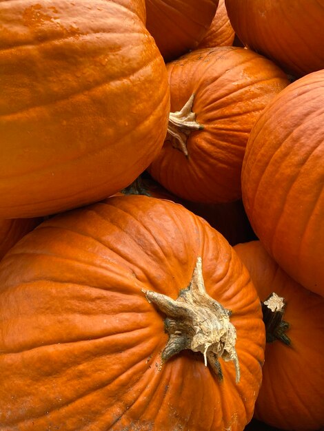 Photo une prise de vue complète des citrouilles