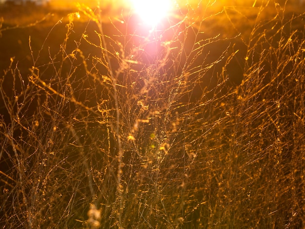 Photo une prise de vue complète du ciel illuminé au coucher du soleil