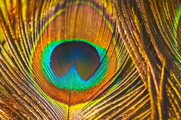 Photo une prise de vue complète du paon.