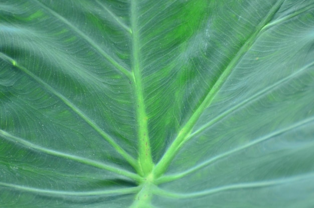 Une prise de vue complète des feuilles vertes