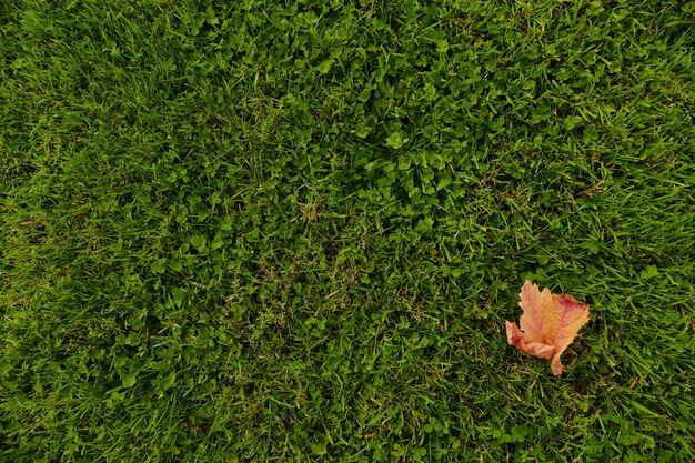 Photo une prise de vue complète des feuilles vertes