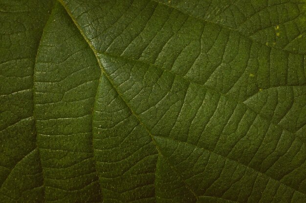 Photo une prise de vue complète des feuilles vertes