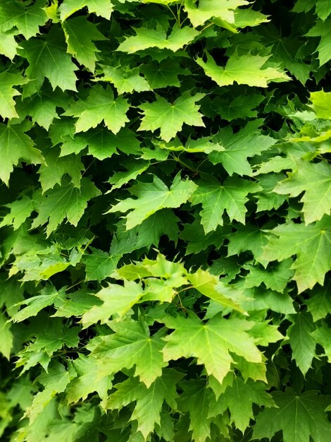 Photo une prise de vue complète des feuilles vertes