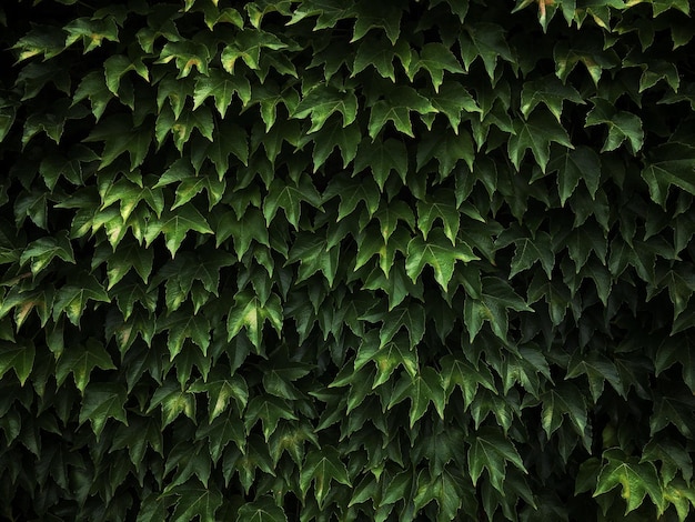 Une prise de vue complète des feuilles vertes