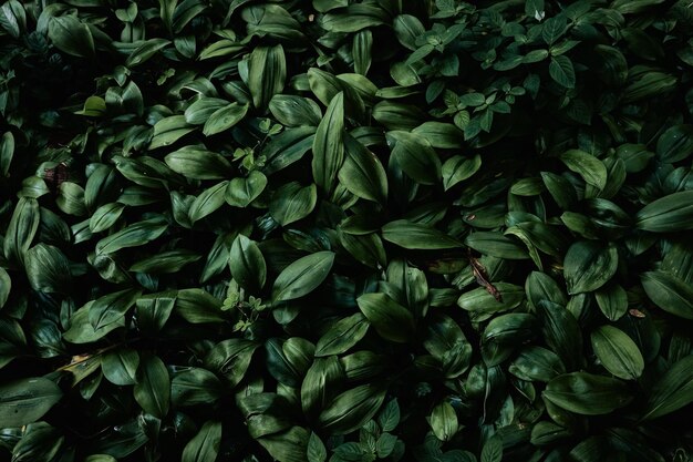 Photo une prise de vue complète des feuilles vertes