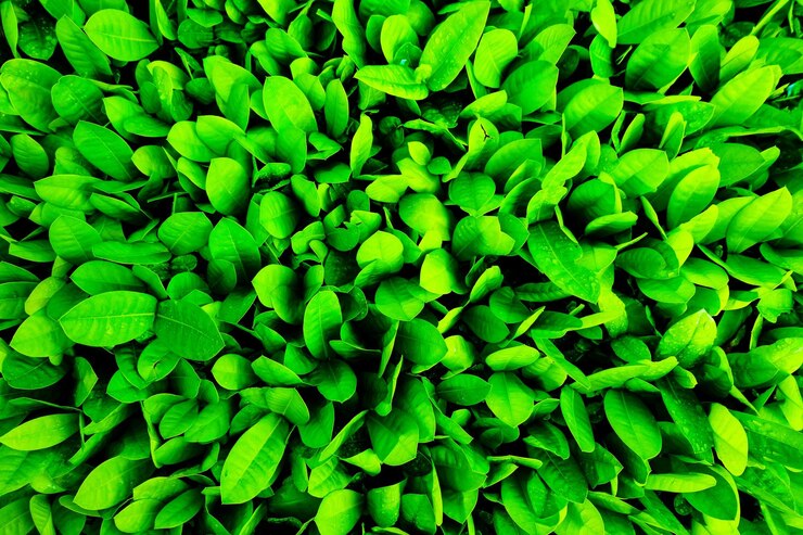Photo une prise de vue complète des feuilles vertes