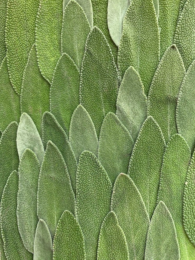 Photo une prise de vue complète des feuilles vertes
