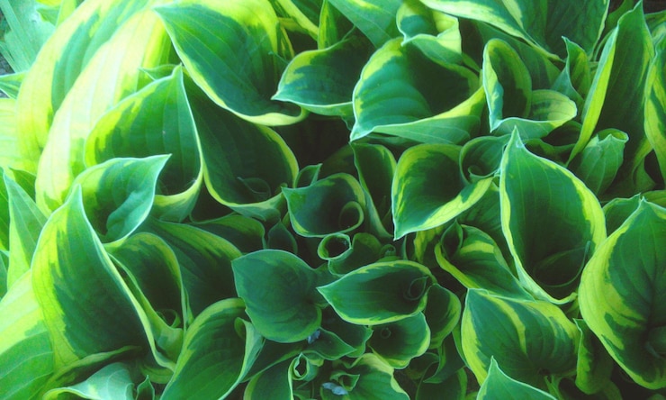 Photo une prise de vue complète des feuilles vertes