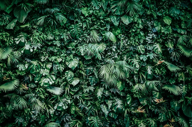 Une prise de vue complète des feuilles vertes
