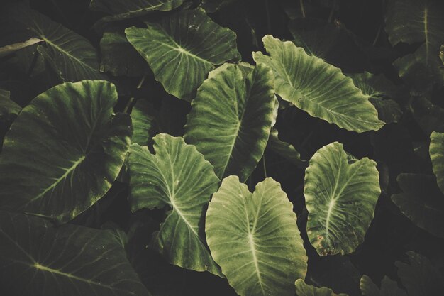 Photo une prise de vue complète des feuilles vertes