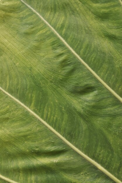 Une prise de vue complète des feuilles vertes