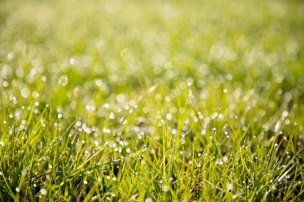 Photo une prise de vue complète de l'herbe mouillée