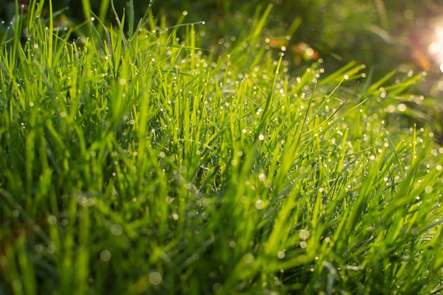 Une prise de vue complète de l'herbe mouillée