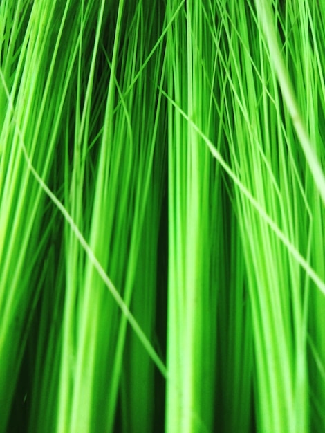 Photo une prise de vue complète de l'herbe verte