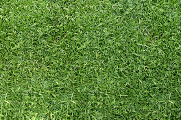 Une prise de vue complète de l'herbe verte