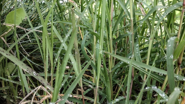 Photo une prise de vue complète de l'herbe