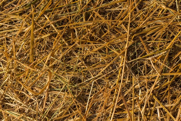 Photo une prise de vue complète de l'herbe