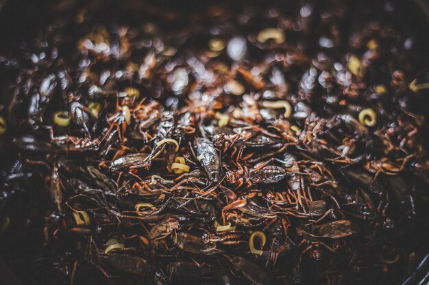 Photo une prise de vue complète des insectes