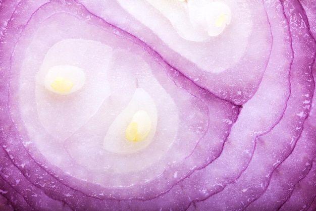 Une prise de vue complète de la rose violette