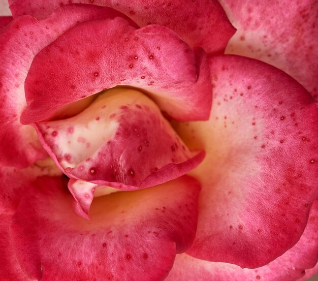 Photo une prise de vue complète des tranches roses