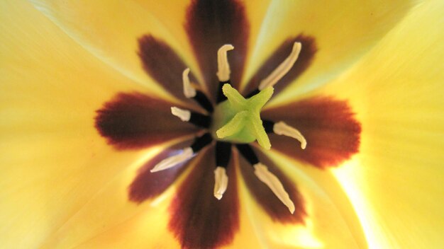 Une prise de vue complète de la tulipe jaune