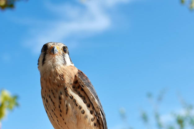 Prise de vue en contre-plongée d'un oiseau crécerelle américain