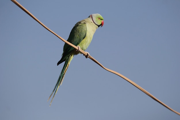 Prise de vue en contre-plongée d'un perroquet vert perché sur un poteau isolé