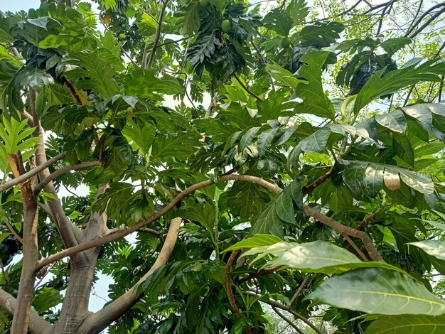 Prise de vue en contre-plongée d'une plante d'arbre à pain