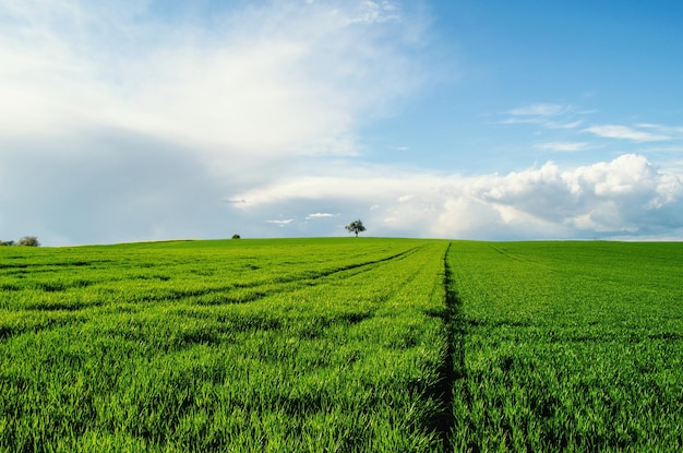 Prise de vue à distance de l'arbre sur le paysage contre les nuages