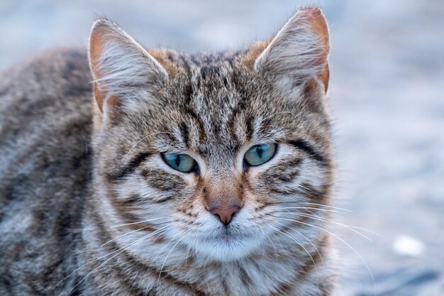 prise de vue à distance d'un chaton en couleur blanche