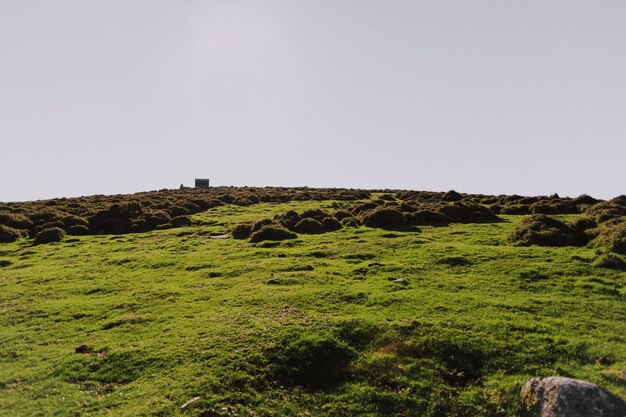 Photo une prise de vue à faible angle d'une colline verte avec d'épais buissons sous un ciel gris clair