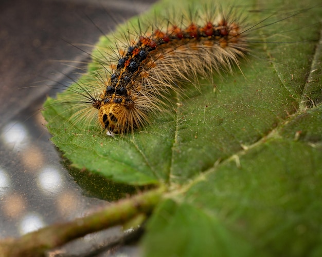 Prise de vue en grand angle d'une spongieuse sur une feuille