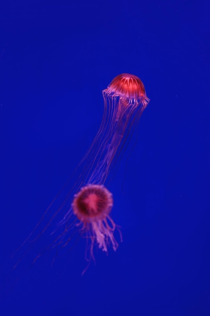 Prise de vue macro Chrysaora pacifica sous l'eau