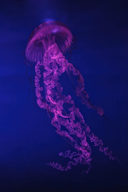 Photo prise de vue macro sous l'eau méduse chrysaora plocamia