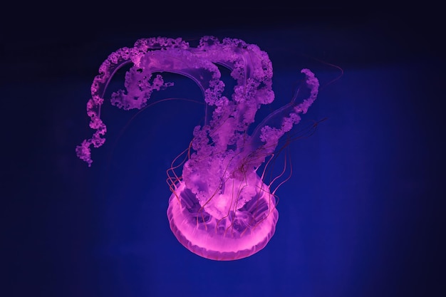 Prise de vue macro sous l'eau méduse chrysaora plocamia