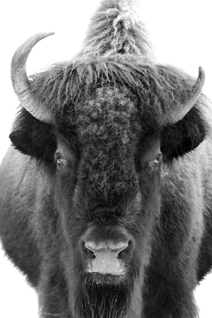 Prise de vue en niveaux de gris d'un bison d'Amérique regardant fixement l'objectif sur fond blanc