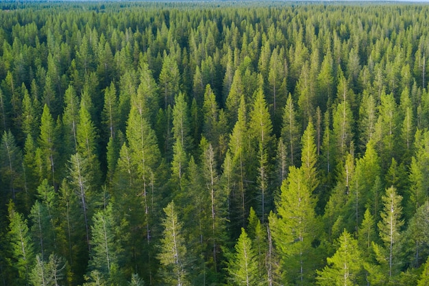 Prise de vue par drone d'une forêt de pins verdoyante pittoresque photographie de la nature