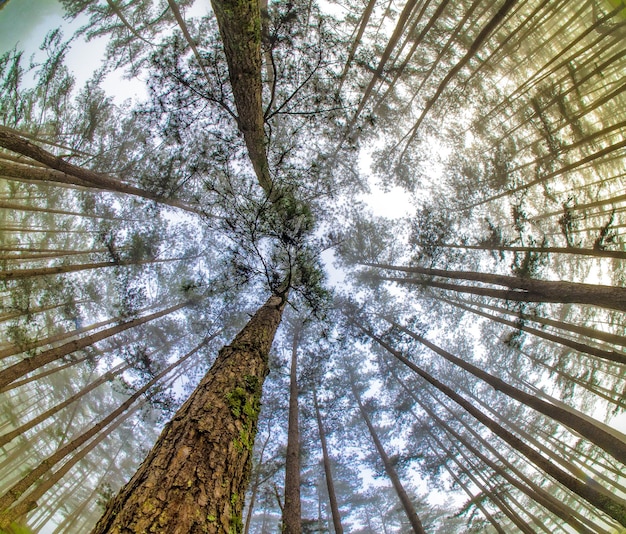 Prise de vue plein format d'arbres