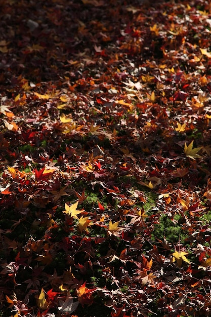 Prise de vue plein format de feuilles d'automne