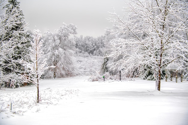 Une prise de vue rapprochée d'arbres nus couverts de neige dans la campagne