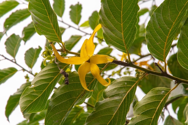Une prise de vue rapprochée d'une belle fleur tropicale jaune Ylang Ylang