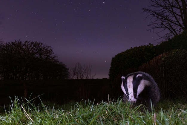 Photo une prise de vue rapprochée d'un blaireau européen la nuit sous un beau ciel étoilé