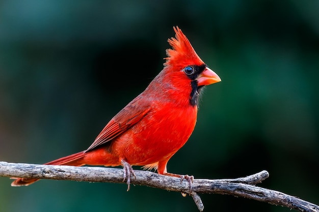 Une prise de vue rapprochée d'un cardinal du nord perché sur une branche