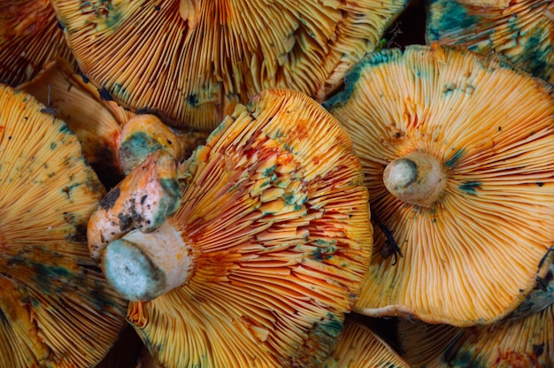 Photo une prise de vue rapprochée du champignon kanlica mantari sur une assiette