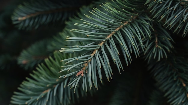 Une prise de vue rapprochée des feuilles de pin