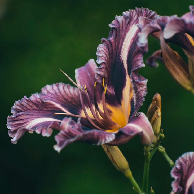 Une prise de vue rapprochée d'un flux violet