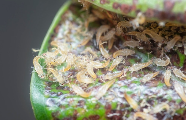 Photo une prise de vue rapprochée de l'insecte thrips à queue tubulaire