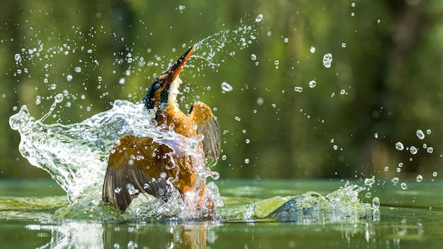 Photo une prise de vue rapprochée d'un kingfisher alcedinidae chassant dans l'eau en l'éclaboussant